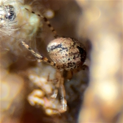 Cryptachaea veruculata (Diamondback comb-footed spider) at Russell, ACT - 26 Sep 2024 by Hejor1