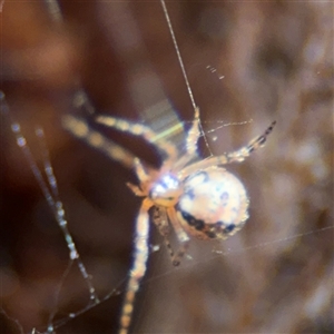 Cryptachaea veruculata at Russell, ACT - 26 Sep 2024