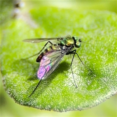 Heteropsilopus sp. (genus) (A long legged fly) at Parkes, ACT - 26 Sep 2024 by Hejor1