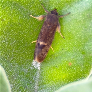 Leistomorpha brontoscopa at Parkes, ACT - 26 Sep 2024