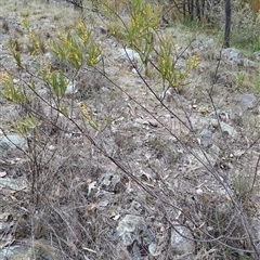 Acacia lanigera var. lanigera (Woolly Wattle, Hairy Wattle) at Pearce, ACT - 28 Sep 2024 by LPadg