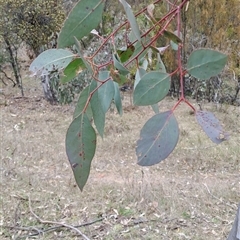 Eucalyptus blakelyi (Blakely's Red Gum) at Pearce, ACT - 28 Sep 2024 by LPadg