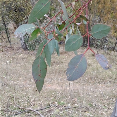 Eucalyptus blakelyi (Blakely's Red Gum) at Pearce, ACT - 28 Sep 2024 by LPadg