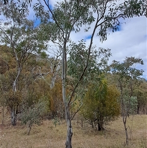 Eucalyptus blakelyi at Pearce, ACT - 28 Sep 2024 09:59 AM