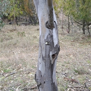 Eucalyptus blakelyi at Pearce, ACT - 28 Sep 2024 09:59 AM