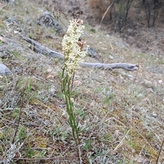 Stackhousia monogyna (Creamy Candles) at Pearce, ACT - 27 Sep 2024 by LPadg