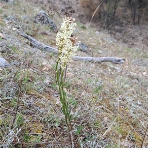 Stackhousia monogyna at Pearce, ACT - 28 Sep 2024 09:51 AM