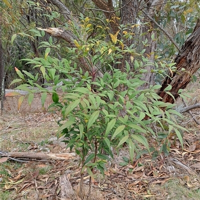 Nandina domestica (Sacred Bamboo) at Pearce, ACT - 28 Sep 2024 by LPadg