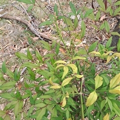 Nandina domestica at Pearce, ACT - 28 Sep 2024 09:47 AM