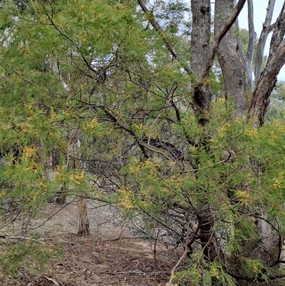 Acacia decurrens (Green Wattle) at Pearce, ACT - 27 Sep 2024 by LPadg