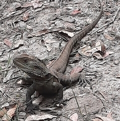 Intellagama lesueurii (Australian Water Dragon) at Bermagui, NSW - 18 Nov 2022 by TheCrossingLand