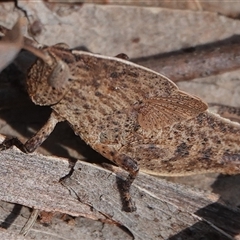 Goniaea australasiae (Gumleaf grasshopper) at Hall, ACT - 27 Sep 2024 by Anna123