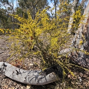 Acacia paradoxa at Urila, NSW - 28 Sep 2024