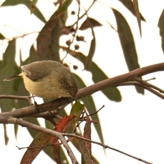 Acanthiza reguloides (Buff-rumped Thornbill) at Weetangera, ACT - 28 Sep 2024 by Thurstan