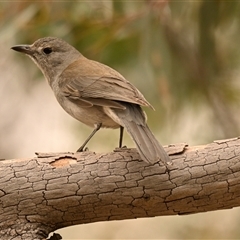 Colluricincla harmonica (Grey Shrikethrush) at Weetangera, ACT - 28 Sep 2024 by Thurstan