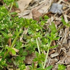 Galium murale at Goulburn, NSW - 28 Sep 2024