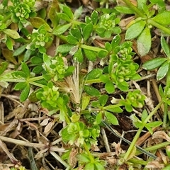 Galium murale at Goulburn, NSW - 28 Sep 2024