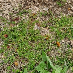 Galium murale at Goulburn, NSW - 28 Sep 2024