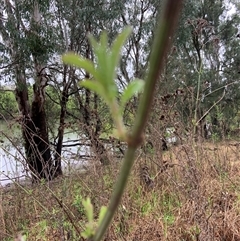 Verbena incompta (Purpletop) at Mundarlo, NSW - 26 Sep 2024 by Tullymorgan1