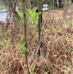 Verbena incompta at Mundarlo, NSW - 26 Sep 2024