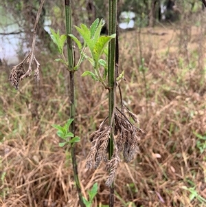 Verbena incompta at Mundarlo, NSW - 26 Sep 2024