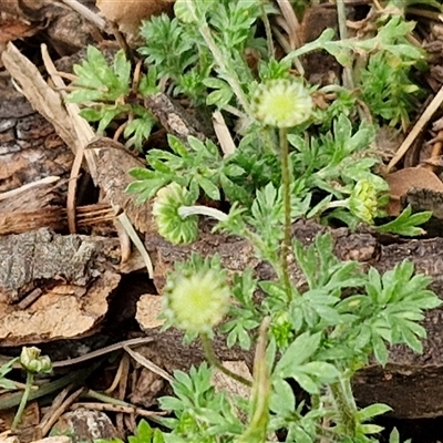 Cotula australis (Common Cotula, Carrot Weed) at Goulburn, NSW - 28 Sep 2024 by trevorpreston