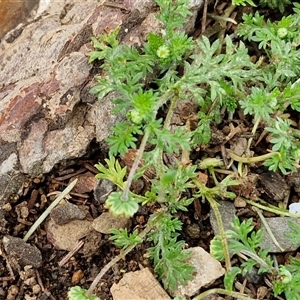 Cotula australis at Goulburn, NSW - 28 Sep 2024