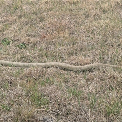 Pseudonaja textilis (Eastern Brown Snake) at Lawson, ACT - 28 Sep 2024 by HelenCross