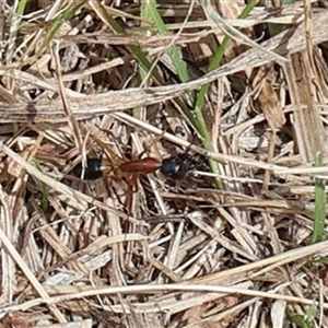 Camponotus consobrinus at Lyons, ACT - 28 Sep 2024