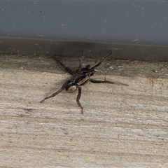 Venatrix sp. (genus) (Unidentified Venatrix wolf spider) at Lyons, ACT - 28 Sep 2024 by ran452