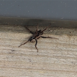 Venatrix sp. (genus) at Lyons, ACT - 28 Sep 2024 11:21 AM