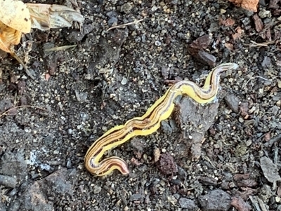 Caenoplana sulphurea (A Flatworm) at Mundarlo, NSW - 28 Sep 2024 by Tullymorgan1