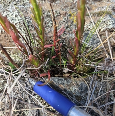 Stackhousia monogyna (Creamy Candles) at Burra, NSW - 28 Sep 2024 by BrianSummers