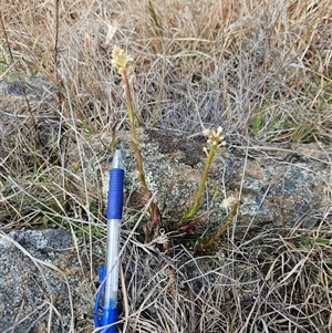 Stackhousia monogyna at Burra, NSW - 28 Sep 2024 12:44 PM