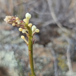 Stackhousia monogyna at Burra, NSW - 28 Sep 2024 12:44 PM