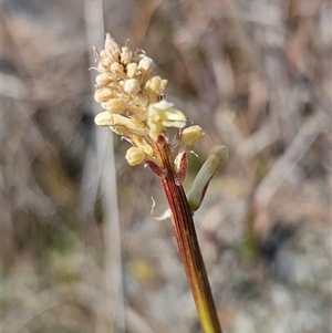 Stackhousia monogyna at Burra, NSW - 28 Sep 2024 12:44 PM