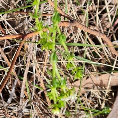 Asperula conferta (Common Woodruff) at Isaacs, ACT - 28 Sep 2024 by Mike