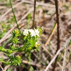 Asperula conferta at Isaacs, ACT - 28 Sep 2024 12:24 PM