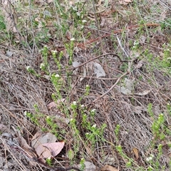 Asperula conferta at Isaacs, ACT - 28 Sep 2024 12:24 PM