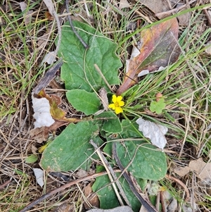 Cymbonotus sp. (preissianus or lawsonianus) at Isaacs, ACT - 28 Sep 2024