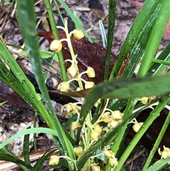 Lomandra filiformis at Kungala, NSW - 28 Sep 2024 by donnanchris