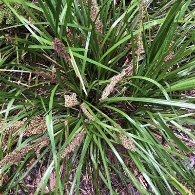 Lomandra hystrix at Kungala, NSW - 28 Sep 2024 by donnanchris