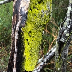 Unidentified Lichen at Kungala, NSW - 28 Sep 2024 by donnanchris