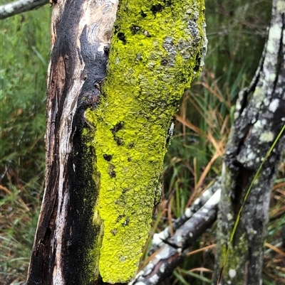 Unidentified Lichen at Kungala, NSW - 28 Sep 2024 by donnanchris