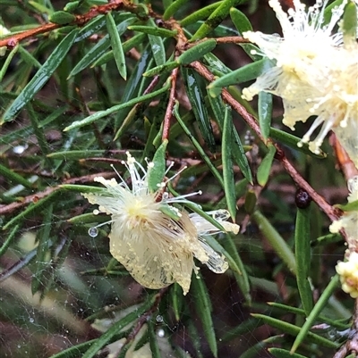 Melaleuca nodosa at Kungala, NSW - 28 Sep 2024 by donnanchris