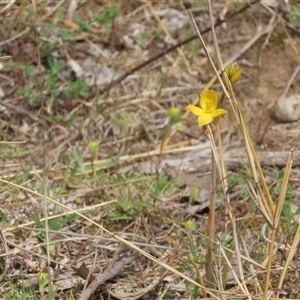 Bulbine bulbosa at Symonston, ACT - 28 Sep 2024