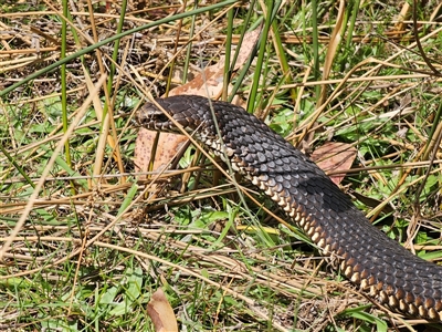 Austrelaps ramsayi (Highlands Copperhead) at Captains Flat, NSW - 28 Sep 2024 by Csteele4