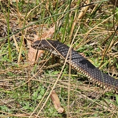 Austrelaps ramsayi at Captains Flat, NSW - 28 Sep 2024 12:30 PM