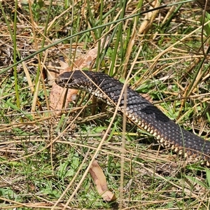 Austrelaps ramsayi at Captains Flat, NSW - 28 Sep 2024 12:30 PM