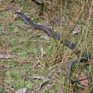 Austrelaps ramsayi at Captains Flat, NSW - 28 Sep 2024 12:30 PM